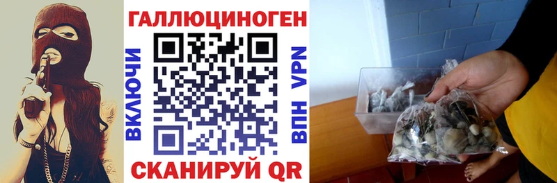 Галлюциногенные грибы Psilocybine cubensis  Ставрополь 